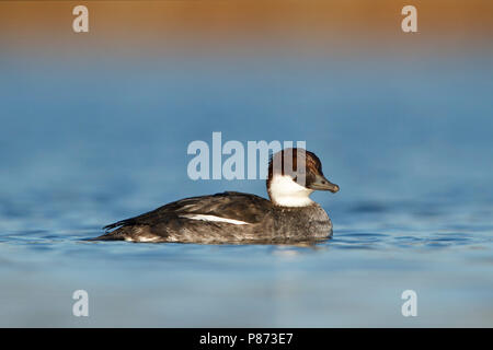 Nonnetje laagstandpunt zijzicht op het water; smew Tiefpunkt der Blick auf Wasser, Seitenansicht; Stockfoto