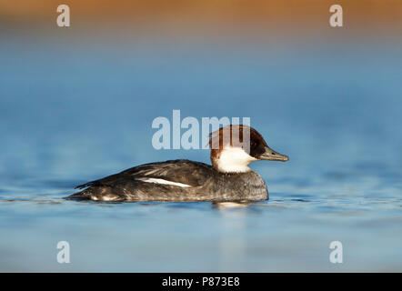 Nonnetje laagstandpunt op het water; smew geringer Sicht auf Wasser; Stockfoto