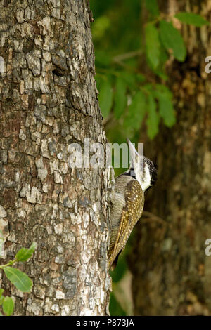 Baardspecht; Bärtigen Specht; Stockfoto