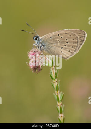 Slapend gentiaanblauwtje/Schlafen Alcon Blau Stockfoto