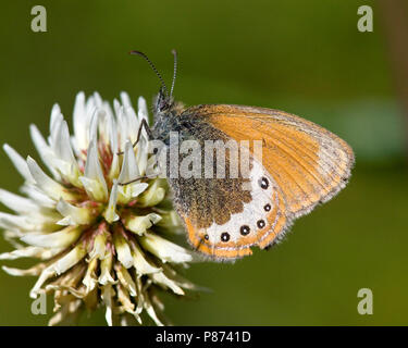 Alpenhooibeestje/Alpine Heath (Coenonympha gardetta) Stockfoto