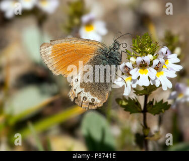 Alpenhooibeestje/Alpine Heath (Coenonympha gardetta) Stockfoto