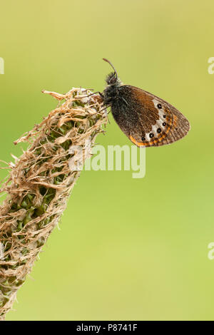 Alpenhooibeestje/Alpine Heath (Coenonympha gardetta) Stockfoto