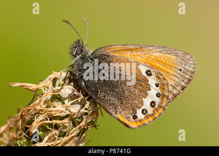 Alpenhooibeestje/Alpine Heath (Coenonympha gardetta) Stockfoto