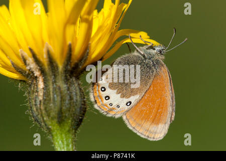 Alpenhooibeestje/Alpine Heath (Coenonympha gardetta) Stockfoto