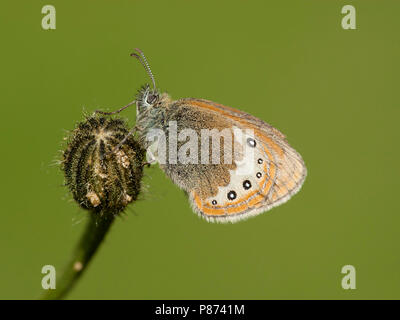 Alpenhooibeestje/Alpine Heath (Coenonympha gardetta) Stockfoto