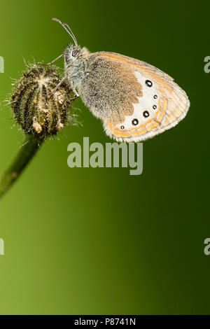 Alpenhooibeestje/Alpine Heath (Coenonympha gardetta) Stockfoto