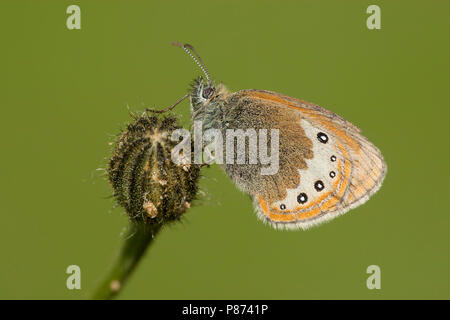 Alpenhooibeestje/Alpine Heath (Coenonympha gardetta) Stockfoto