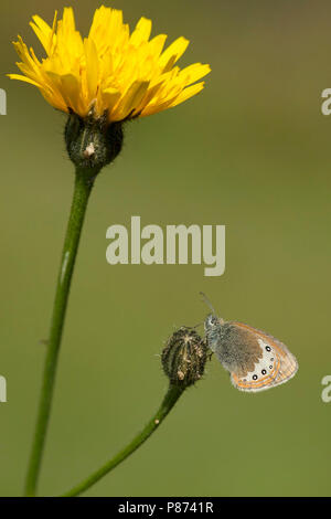 Alpenhooibeestje/Alpine Heath (Coenonympha gardetta) Stockfoto