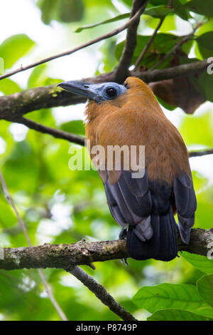 Perissocephalus Capuchinbird (tricolor), eine große Säugetierart aus der Familie Cotingidae und ist in feuchten Wäldern gefunden. Die auffälligste Besonderheit Ich Stockfoto