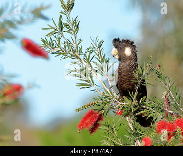 Carnaby's Schwarz - Kakadu, Calyptorhynchus latirostris Stockfoto