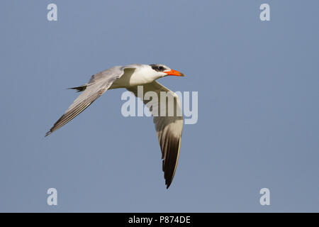 Reuzenstern; Raubseeschwalbe, Sterna caspia, Oman, Erwachsene Stockfoto