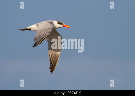 Reuzenstern; Raubseeschwalbe, Sterna caspia, Oman, Erwachsene Stockfoto