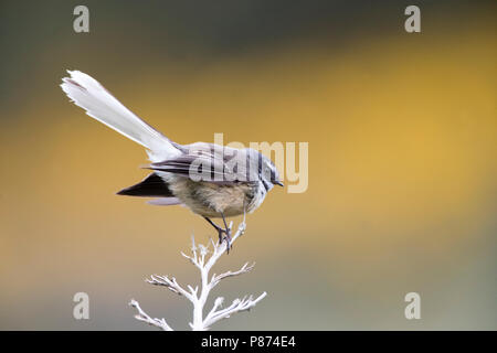 Neuseeland Fantail (Rhipidura fuliginosa) zeigt seine aufgelockerte Schwanz. Stockfoto