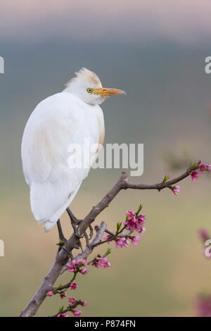 Kuhreiher Kuhreiher, Bubulcus ibis-ssp. Ibis, Marokko, Erwachsene Stockfoto