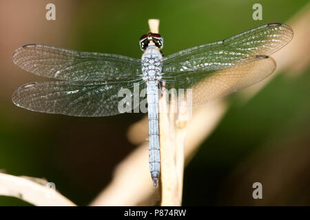 Mannetje Chalcostephia flavifrons, männliche Yellowface Stockfoto