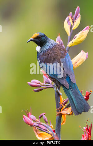 Chatham Tui (Prosthemadera chathamensis novaeseelandiae) auf der Hauptinsel ofChatham Inseln, Neuseeland Stockfoto