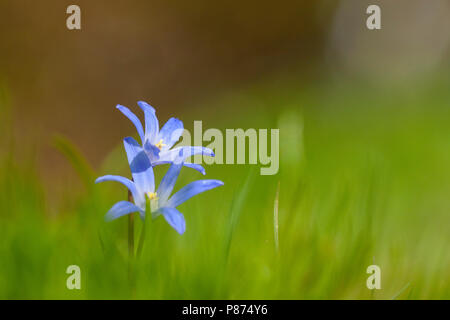 Weniger Ehre der Schnee, Chionodoxa sardensi Stockfoto