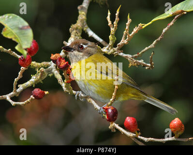 Briltangare, gemeinsame Bush-Tanager, Chlorospingus flavopectus Stockfoto