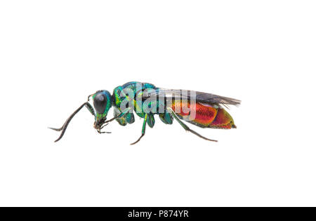 Ruby-tailed Wasp, Gewone Goudwesp-Komplex - Chrysis Ignita-gr Stockfoto