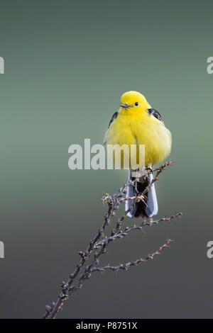 Citrin Bachstelze, Motacilla citreola Zitronenstelze - ssp. Calcarata, Kirgisistan, männlichen Erwachsenen Stockfoto