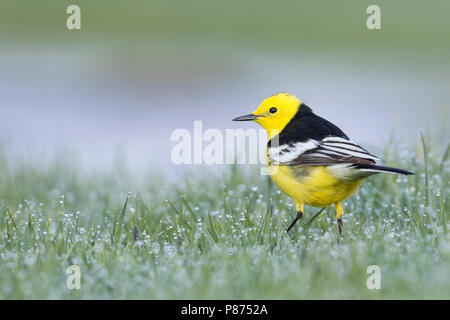 Citrin Bachstelze, Motacilla citreola Zitronenstelze - ssp. Calcarata, Kirgisistan, männlichen Erwachsenen Stockfoto