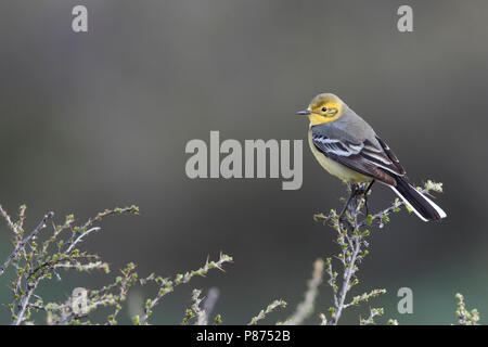 Citrin Bachstelze, Motacilla citreola Zitronenstelze - ssp. Calcarata, Kirgisistan, erwachsene Frau Stockfoto