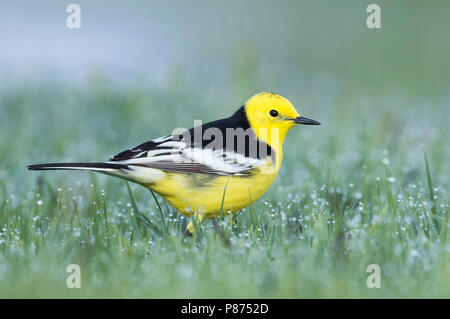 Citrin Bachstelze, Motacilla citreola Zitronenstelze - ssp. Calcarata, Kirgisistan, männlichen Erwachsenen Stockfoto