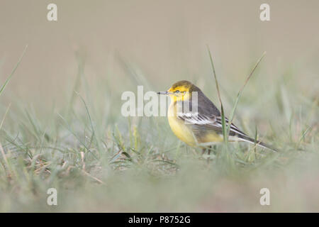 Citrin Bachstelze, Motacilla citreola Zitronenstelze - ssp. Calcarata, Kirgisistan, erwachsene Frau Stockfoto