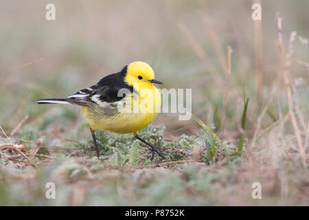 Citrin Bachstelze, Motacilla citreola Zitronenstelze - ssp. Calcarata, Kirgisistan, männlichen Erwachsenen Stockfoto