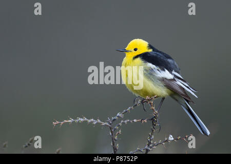 Citrin Bachstelze, Motacilla citreola Zitronenstelze - ssp. Calcarata, Kirgisistan, männlichen Erwachsenen Stockfoto