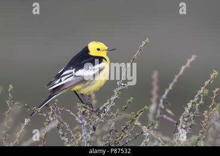 Citrin Bachstelze, Motacilla citreola Zitronenstelze - ssp. Calcarata, Kirgisistan, männlichen Erwachsenen Stockfoto