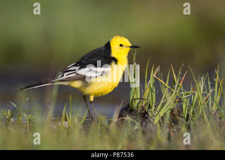 Citrin Bachstelze, Motacilla citreola Zitronenstelze - ssp. Calcarata, Kirgisistan, männlichen Erwachsenen Stockfoto