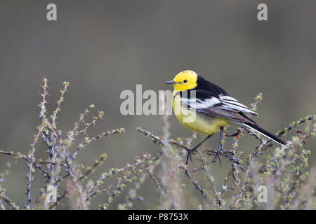 Citrin Bachstelze, Motacilla citreola Zitronenstelze - ssp. Calcarata, Kirgisistan, männlichen Erwachsenen Stockfoto