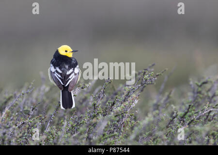 Citrin Bachstelze, Motacilla citreola Zitronenstelze - ssp. Calcarata, Kirgisistan, männlichen Erwachsenen Stockfoto