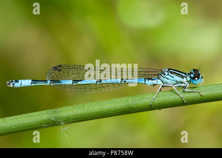 Mannetje Mercuurwaterjuffer Coenagrion mercuriale, Männlich Stockfoto