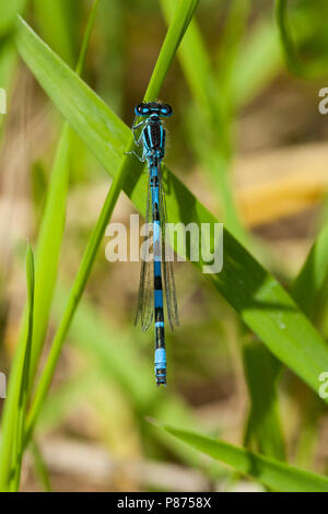 Mannetje Mercuurwaterjuffer Coenagrion mercuriale, Männlich Stockfoto