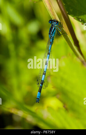 Mannetje Mercuurwaterjuffer Coenagrion mercuriale, Männlich Stockfoto