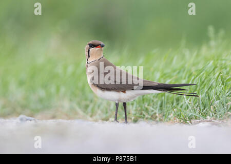 Collared Pratincole Rotflügel-Brachschwalbe Glareola pratincola - - pratincola, Kirgisistan, Erwachsene Stockfoto