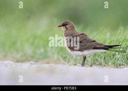 Collared Pratincole Rotflügel-Brachschwalbe Glareola pratincola - - pratincola, Kirgisistan, Erwachsene Stockfoto