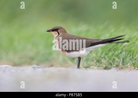 Collared Pratincole Rotflügel-Brachschwalbe Glareola pratincola - - pratincola, Kirgisistan, Erwachsene Stockfoto