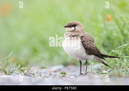 Collared Pratincole Rotflügel-Brachschwalbe Glareola pratincola - - pratincola, Kirgisistan, Erwachsene Stockfoto