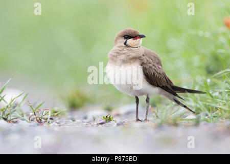 Collared Pratincole Rotflügel-Brachschwalbe Glareola pratincola - - pratincola, Kirgisistan, Erwachsene Stockfoto