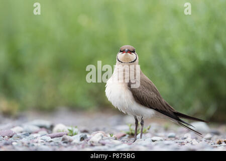 Collared Pratincole Rotflügel-Brachschwalbe Glareola pratincola - - pratincola, Kirgisistan, Erwachsene Stockfoto