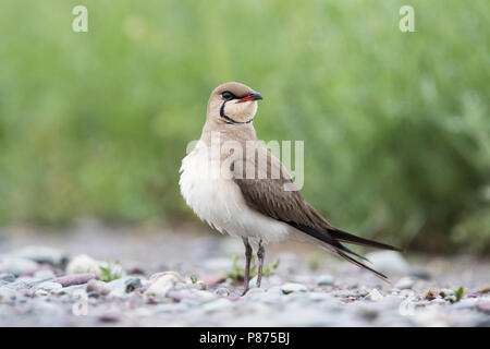 Collared Pratincole Rotflügel-Brachschwalbe Glareola pratincola - - pratincola, Kirgisistan, Erwachsene Stockfoto