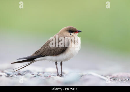 Collared Pratincole Rotflügel-Brachschwalbe Glareola pratincola - - pratincola, Kirgisistan, Erwachsene Stockfoto