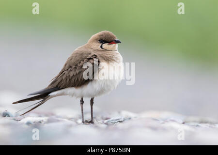 Collared Pratincole Rotflügel-Brachschwalbe Glareola pratincola - - pratincola, Kirgisistan, Erwachsene Stockfoto