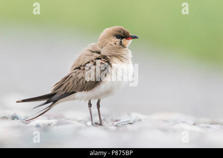 Collared Pratincole Rotflügel-Brachschwalbe Glareola pratincola - - pratincola, Kirgisistan, Erwachsene Stockfoto