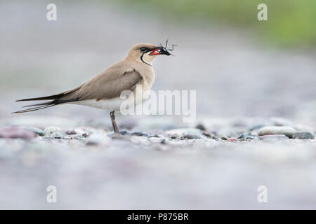 Collared Pratincole Rotflügel-Brachschwalbe Glareola pratincola - - pratincola, Kirgisistan, Erwachsene Stockfoto