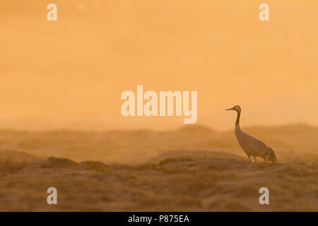 Kranich - Kranich - Grus Grus, Oman, Erwachsene Stockfoto